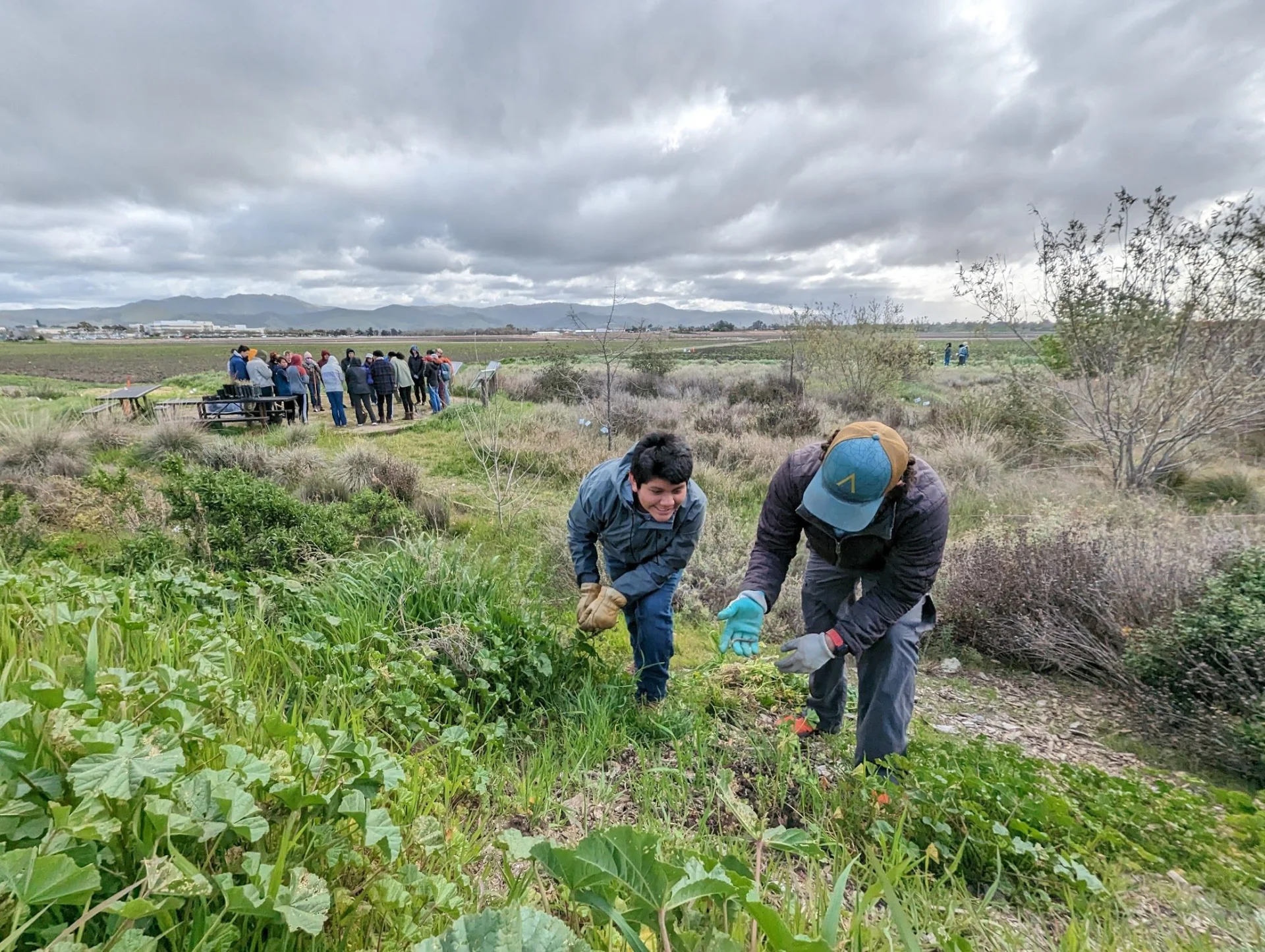 students picking strawberries
