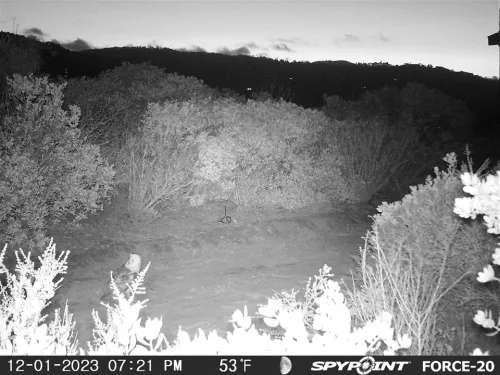 This barn owl left pellets for Environmental Science students!
