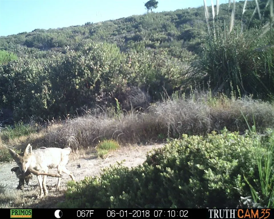 I think Bobote got some of the mt. lion's dinner!