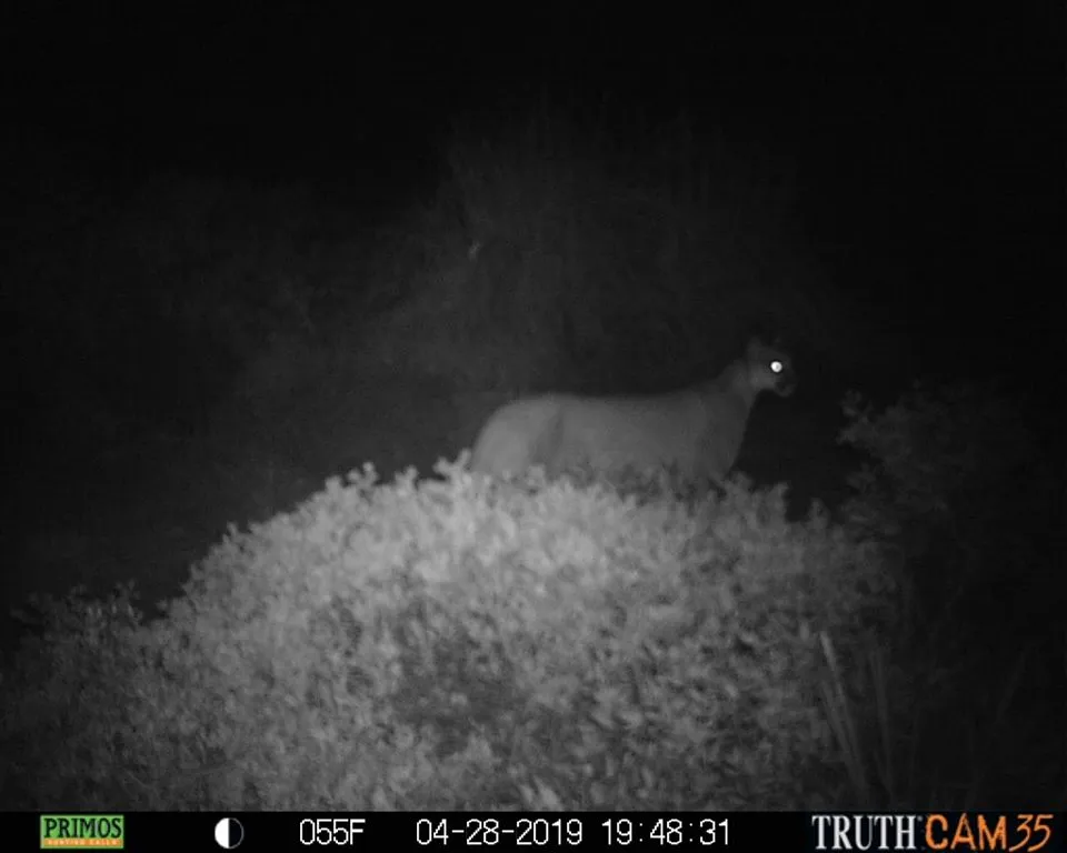 The holy grail of the critter cam!!!