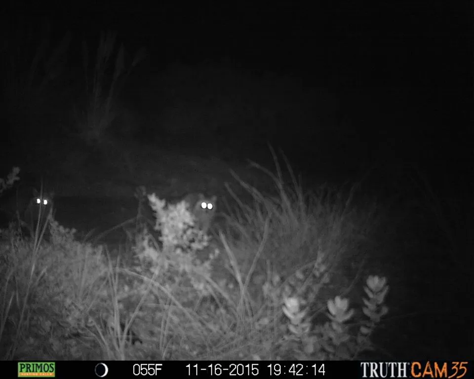 Raccoons caught by surprise!!!