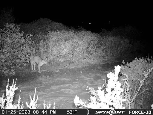 Bobcat's back!