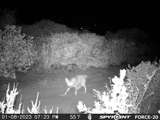 "Boboyote"