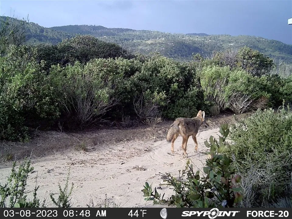 The coyote is listening