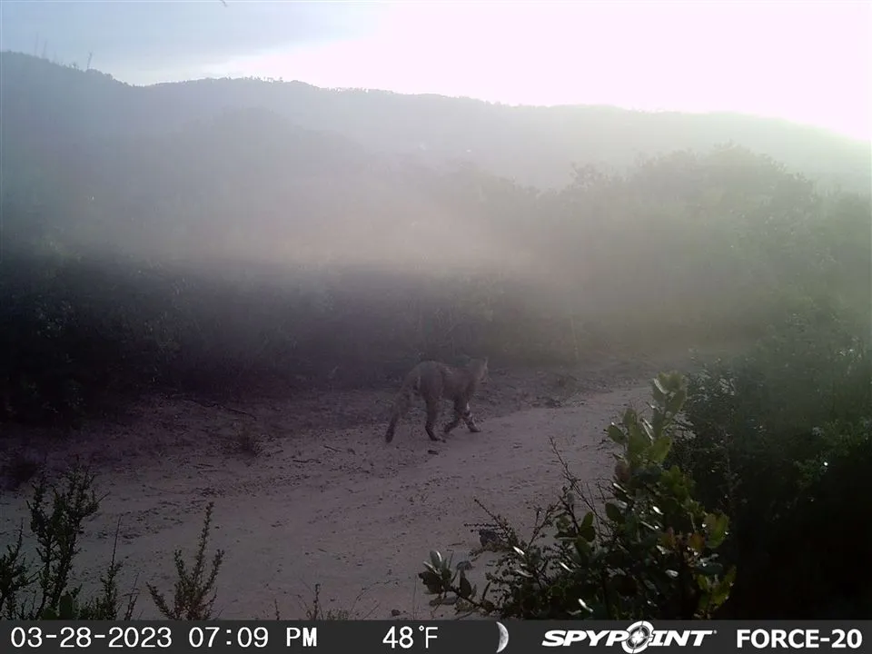 "Bob" in the mist