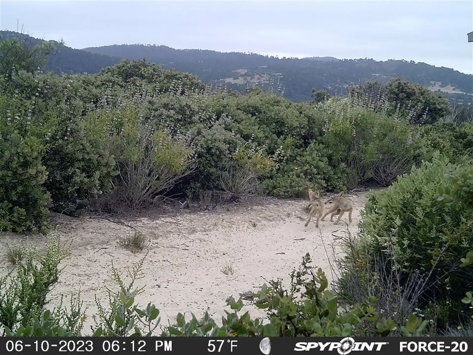 Playful coyote pups!