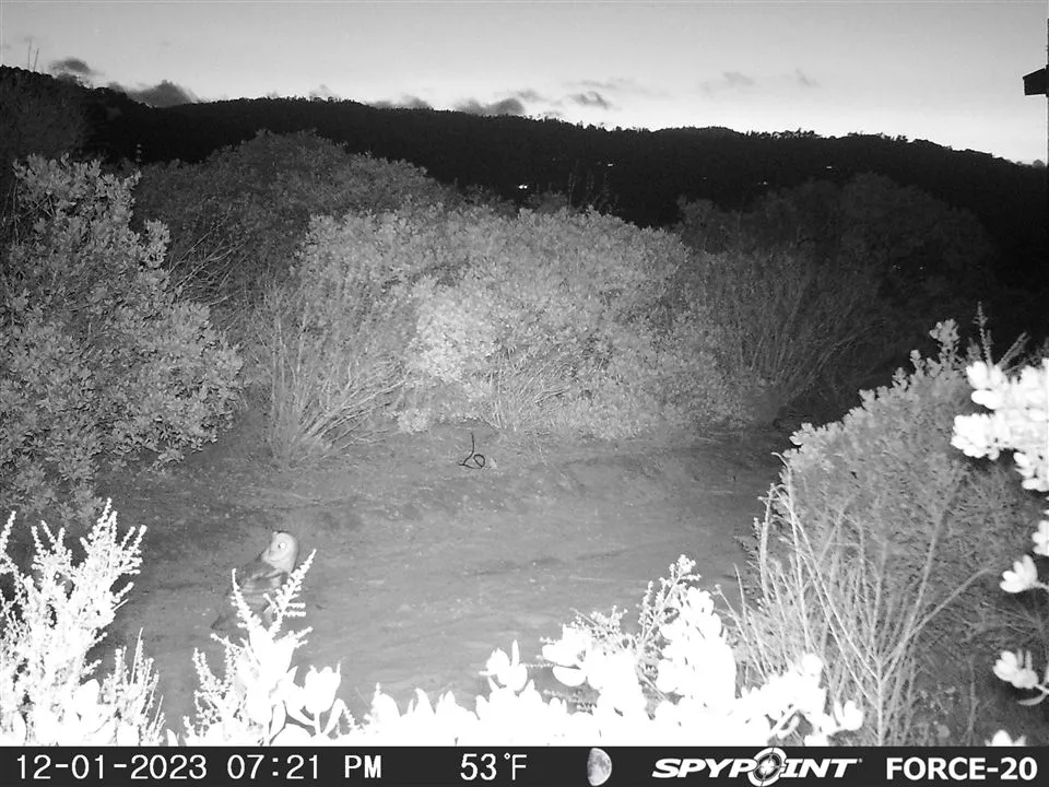 This barn owl left pellets for Environmental Science students!